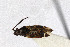  ( - Het_inatura-WR_0426)  @13 [ ] CreativeCommons  Attribution Non-Commercial Share-Alike (2016) Wolfgang Rabitsch Wolfgang Rabitsch
