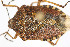  ( - Het_inatura-WR_0454)  @12 [ ] CreativeCommons  Attribution Non-Commercial Share-Alike (2016) Wolfgang Rabitsch Wolfgang Rabitsch
