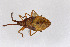  ( - Het_inatura-WR_0464)  @12 [ ] CreativeCommons  Attribution Non-Commercial Share-Alike (2016) Wolfgang Rabitsch Wolfgang Rabitsch