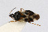  (Anthocoris - Het_inatura-WR_0487)  @14 [ ] CreativeCommons  Attribution Non-Commercial Share-Alike (2016) Wolfgang Rabitsch Wolfgang Rabitsch