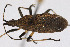  (Stenocephalidae - Het_inatura-WR_0501)  @13 [ ] CreativeCommons  Attribution Non-Commercial Share-Alike (2016) Wolfgang Rabitsch Wolfgang Rabitsch