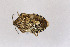  ( - Het_inatura-WR_0510)  @12 [ ] CreativeCommons  Attribution Non-Commercial Share-Alike (2016) Wolfgang Rabitsch Wolfgang Rabitsch