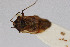  ( - Het_inatura-WR_0513)  @11 [ ] CreativeCommons  Attribution Non-Commercial Share-Alike (2016) Wolfgang Rabitsch Wolfgang Rabitsch