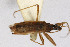  ( - Het_inatura-WR_0518)  @12 [ ] CreativeCommons  Attribution Non-Commercial Share-Alike (2016) Wolfgang Rabitsch Wolfgang Rabitsch