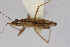  ( - Het_inatura-WR_0530)  @12 [ ] CreativeCommons  Attribution Non-Commercial Share-Alike (2016) Wolfgang Rabitsch Wolfgang Rabitsch