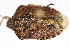  ( - Het_inatura-WR_0532)  @12 [ ] CreativeCommons  Attribution Non-Commercial Share-Alike (2016) Wolfgang Rabitsch Wolfgang Rabitsch