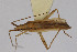  ( - Het_inatura-WR_0543)  @12 [ ] CreativeCommons  Attribution Non-Commercial Share-Alike (2016) Wolfgang Rabitsch Wolfgang Rabitsch