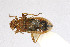  (Rhopalus parumpunctatus - Het_inatura-WR_0547)  @14 [ ] CreativeCommons  Attribution Non-Commercial Share-Alike (2016) Wolfgang Rabitsch Wolfgang Rabitsch