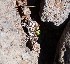  ( - CHIVC520)  @11 [ ] Unspecified (default): All Rights Reserved  V. Corbalán IADIZA-CONICET