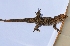  ( - CHIVC636)  @11 [ ] Unspecified (default): All Rights Reserved  V. Corbalán IADIZA-CONICET