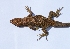  ( - CHIVC637)  @11 [ ] Unspecified (default): All Rights Reserved  V. Corbalán IADIZA-CONICET