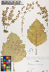  ( - SAAEAM11-270693)  @11 [ ] Copyright (2017) RAVA Regione Autonoma Valle d'Aosta - Museo regionale di Scienze naturali E. Noussan
