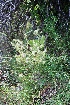  ( - SAAEAM14-190713)  @11 [ ] Copyright (2017) RAVA Regione Autonoma Valle d'Aosta - Museo regionale di Scienze naturali E. Noussan