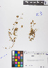  (Trifolium saxatile - TRSACO21-230753)  @11 [ ] Copyright (2017) RAVA Regione Autonoma Valle d'Aosta - Aree protette - Museo regionale di Scienze naturali E. Noussan