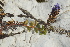  (Veronica allionii - VEALRND04-050914)  @11 [ ] Copyright (2017) RAVA Regione Autonoma Valle d'Aosta - Aree protette - Museo regionale di Scienze naturali E. Noussan