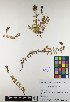  ( - VEALRND09-210890)  @11 [ ] Copyright (2017) RAVA Regione Autonoma Valle d'Aosta - Aree protette - Museo regionale di Scienze naturali E. Noussan