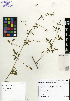 ( - SCE024)  @11 [ ] CreativeCommons - Attribution Non-Commercial No Derivatives (2015) Sofia Carvajal Endara Charles Darwin Foundation