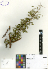  (Acacia insulae-iacobi - SCE030)  @11 [ ] CreativeCommons - Attribution Non-Commercial No Derivatives (2015) Sofia Carvajal Endara Charles Darwin Foundation