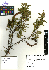  (Acacia rorudiana - SCE031)  @11 [ ] CreativeCommons - Attribution Non-Commercial No Derivatives (2015) Sofia Carvajal Endara Charles Darwin Foundation