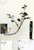  ( - SCE046)  @11 [ ] CreativeCommons - Attribution Non-Commercial No Derivatives (2015) Sofia Carvajal Endara Charles Darwin Foundation