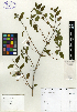  (Lantana peduncularis - SCE077)  @11 [ ] CreativeCommons - Attribution Non-Commercial No Derivatives (2015) Sofia Carvajal Endara Charles Darwin Foundation