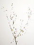  ( - SCE091)  @11 [ ] CreativeCommons - Attribution Non-Commercial No Derivatives (2015) Sofia Carvajal Endara Charles Darwin Foundation