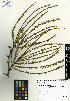  ( - SCE123)  @11 [ ] CreativeCommons - Attribution Non-Commercial No Derivatives (2015) Sofia Carvajal Endara Charles Darwin Foundation