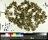  ( - TJD-466)  @11 [ ] CreativeCommons - Attribution Non-Commercial (2014) MTMG McGill University Herbarium