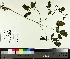  ( - TJD-021)  @11 [ ] CreativeCommons - Attribution Non-Commercial (2014) MTMG McGill University Herbarium