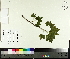  ( - TJD-023)  @11 [ ] CreativeCommons - Attribution Non-Commercial (2014) MTMG McGill University Herbarium
