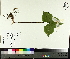  ( - TJD-031)  @11 [ ] CreativeCommons - Attribution Non-Commercial (2014) MTMG McGill University Herbarium