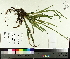  ( - TJD-036)  @11 [ ] CreativeCommons - Attribution Non-Commercial (2014) MTMG McGill University Herbarium