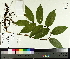  ( - TJD-040)  @11 [ ] CreativeCommons - Attribution Non-Commercial (2014) MTMG McGill University Herbarium