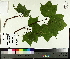  ( - TJD-041)  @11 [ ] CreativeCommons - Attribution Non-Commercial (2014) MTMG McGill University Herbarium