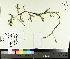  ( - TJD-509)  @11 [ ] CreativeCommons - Attribution Non-Commercial (2014) MTMG McGill University Herbarium