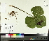  ( - TJD-057)  @11 [ ] CreativeCommons - Attribution Non-Commercial (2014) MTMG McGill University Herbarium