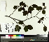  (Alnus incana subsp. rugosa - TJD-075)  @11 [ ] CreativeCommons - Attribution Non-Commercial (2014) MTMG McGill University Herbarium