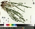  ( - TJD-217)  @11 [ ] CreativeCommons - Attribution Non-Commercial (2014) MTMG McGill University Herbarium