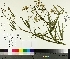  ( - TJD-249)  @11 [ ] CreativeCommons - Attribution Non-Commercial (2014) MTMG McGill University Herbarium