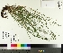  ( - TJD-270)  @11 [ ] CreativeCommons - Attribution Non-Commercial (2014) MTMG McGill University Herbarium