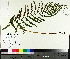  ( - TJD-495)  @11 [ ] CreativeCommons - Attribution Non-Commercial (2014) MTMG McGill University Herbarium