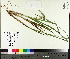  ( - TJD-338)  @11 [ ] CreativeCommons - Attribution Non-Commercial (2014) MTMG McGill University Herbarium