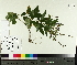  ( - TJD-354)  @11 [ ] CreativeCommons - Attribution Non-Commercial (2014) MTMG McGill University Herbarium