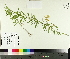  ( - TJD-366)  @11 [ ] CreativeCommons - Attribution Non-Commercial (2014) MTMG McGill University Herbarium