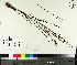  ( - TJD-370)  @11 [ ] CreativeCommons - Attribution Non-Commercial (2014) MTMG McGill University Herbarium
