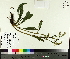  ( - TJD-376)  @11 [ ] CreativeCommons - Attribution Non-Commercial (2014) MTMG McGill University Herbarium