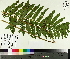  ( - TJD-497)  @11 [ ] CreativeCommons - Attribution Non-Commercial (2014) MTMG McGill University Herbarium