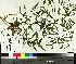  ( - TJD-421)  @11 [ ] CreativeCommons - Attribution Non-Commercial (2014) MTMG McGill University Herbarium
