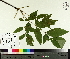  ( - TJD-430)  @11 [ ] CreativeCommons - Attribution Non-Commercial (2014) MTMG McGill University Herbarium