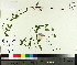  ( - TJD-435)  @11 [ ] CreativeCommons - Attribution Non-Commercial (2014) MTMG McGill University Herbarium